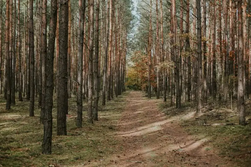 Straż Leśna rusza z akcją „Jesień 26”. Kontrole potrwają do połowy października