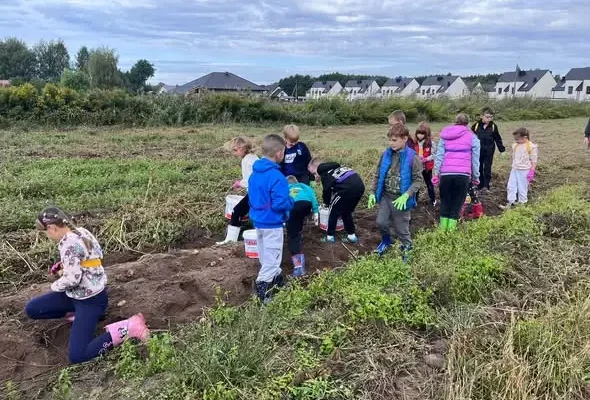 Uczniowie klasy 2a z gminy Lubin na wykopkach – edukacja przez doświadczenie