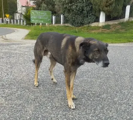 Urząd Gminy Rudna szuka właściciela psa lub osoby chętnej do adopcji